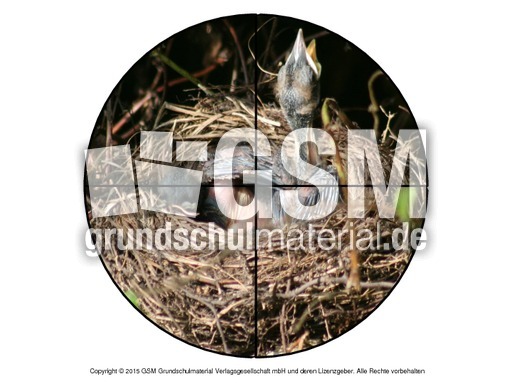 Faltform-Amsel 2.pdf